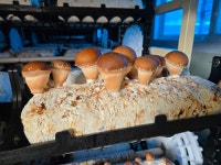 당일수확 농장직송 국내산 참송이버섯 500G / 1KG : 금빛버섯농장