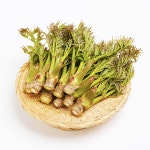 올바담 해풍맞고 자란 자연산 남해안 참 두릅 500g 1kg : 올바담