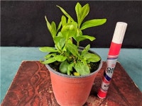 프록스(제프스핑크) : 산내들야생화