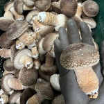 송향 송화버섯 산지직송 삼도농원 송고버섯 [원산지:국산] 충청북도 충주 : 삼도농원