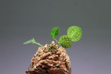 르판데스 오바라제 Lepanthes ova-rajae : 텀브가든