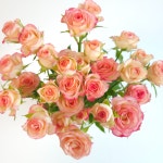 제제벨 미니장미 한다발 로즈데이 선물 생화 꽃다발 꽃정기구독 : 감성온도 36.5