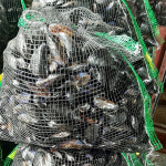 당일조업 어획 생물 생 홍합 1kg / 산지직송 여수 통영 : 대한과일협동조합