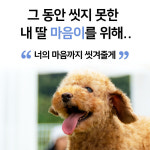 마음더 강아지 애견 고양이 저자극 얼굴 발 샴푸 +선물용쇼핑백, 300ml, 1개 : 마음더