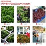 여수 돌산  갓김치  1kg / 1.5kg 밥도둑김치 주문 후 당일 제작 : 여수돌산만나네