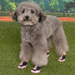 퍼피아 컴포트 니트 SH2166 강아지 신발 외출용 애견 발 보호 : 꾸러미세상