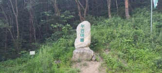 국내산 명이 산마늘 산나물 1kg 산지직송 산나물 : 부연자연애농원