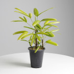 데팡스 중품 서황금 무늬관음죽 실내공기정화식물 반려식물 포트 화분 : 데팡스 홈가드닝 종합쇼핑몰