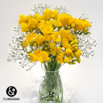 [플라워랑] 프리지아+안개꽃+포장 / 생화 꽃배달 / 특별할인가 / 당일배송 싼곳 : 플라워랑 FLOWERANG