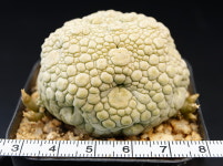 미기울티누스 중대묘-250403 아프리카식물 코덱스농장 싸이테스 멸종위기희귀식물 선인장 : 에이플랜트