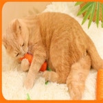 럭키짱디자인 당근 장난감 강아지인형 애견용품 애견훈련용 : 럭키짱 무료배송 추천샵