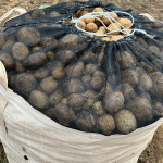 산지직송 햇감자 수미 감자 2kg / 강원도 전북 경상도 : 대한과일협동조합