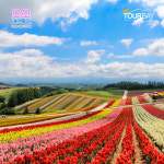 [소소버스투어] 비에이 후라노 북해도 홋카이도 일일버스투어(6 7 8월 및 추석연휴) : 투어베이