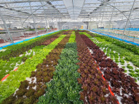 [친환경] 유럽상추 1kg 버터헤드 로메인 쌈채소 샐러드 : 서유채 농장