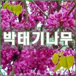 박태기나무 묘목 3년생 이상 분묘 : 현대조경농원