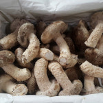 두메골농원 착한송이버섯 특품 800g : ILGB