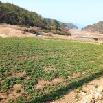 산지직송 국산 고흥 노지 생 취나물 4kg : 위씨네장모님