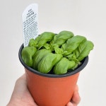 스위트바질 허브식물 : 그린 더 블루