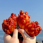 당일채취 통영 자연산 제철 활멍게 깐멍게 1kg : 수산어보