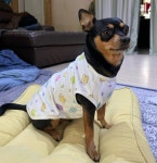 강아지 애견 잠옷 사계절 실내복 말티푸옷 가을옷 : 오늘부터펫