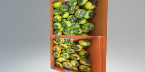 대저 짭짤이 토마토 2.5kg 농협으뜸 대저토마토 : 이맛 토마토농장