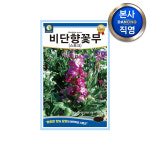 비단향꽃무 혼색 씨앗 100g 스톡 스토크 정원 화단 만들기 키우기 꽃씨 종자 : 다농원예가든