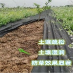 묘목 제초매트 과일나무 덮개 잡초 과수원 수목 농사용비닐 원예 텃밭 얇은 검정 (0.8m x 0.8m 50장) : 달음길