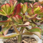 다육이초보자 세트 5종 : 경산다육농장