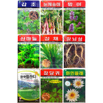 민속채소씨앗모음 25년 모음중선택 감초 눈개승마 방아 산마늘 삼채 흰민들레 : 중앙종묘농약사