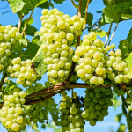 포도 씨없는 수입 애플 청포도 고당도 오톰크리스피 2kg 4kg : 더리얼파머스