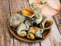 국내산 짱돌참소라 1kg : 수산물 사장님