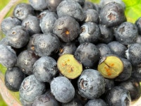 생블루베리 햇블루베리 블루베리생과 블루베리농장 200g 400g : 정든밭