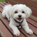 액막이 명태 키링 이사 신차 무사기원 선물 삼재 액운퇴치 소품 : 요상한마트