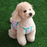 강아지 티니 스마일 썬캡 티셔츠 세트 민트 S 봄 여름 외출복 시원한옷 애견 민소매 나시 : 멍냥이동산