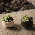 도심 속 미니 정원 틸란드시아 이오난사 오브제 공기정화식물 플랜테리어 : 플랜팁