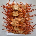 속초 자숙 홍게 붉은대게 8kg : 프로벨류