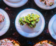 [SPS] AFC 옐로우 마이크클라도스 : 코통령