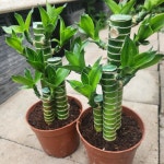 무료배송 연화죽 (소품) 1+1 수경재배로도 키워보세요 행운을 불러온대요 : 우림꽃방