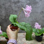 냐옹이네 꽃집 스트렙토카르푸스 캣츠 오! 마이 갓! (랜덤 배송) : 냐옹이네꽃집