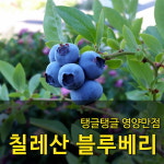 탱글탱글 영양만점 칠레산 블루베리 1.5kg 12팩 : PlusStore