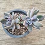 석연화금 단품  Pachyveria Pachyphytodies f. variegata 다육 아프리카식물 다육식물 수입다육 플랜테리어 137 : 수암다육농장