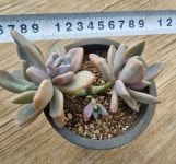 석연화금 단품  Pachyveria Pachyphytodies f. variegata 다육 아프리카식물 다육식물 수입다육 플랜테리어 137 : 수암다육농장