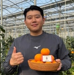 제주 감귤 하우스 황금향 실속형 선물용 달다규리 명월농원 2kg 3kg 5kg : 명월농원