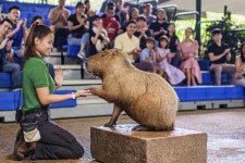 리버 원더스 싱가포르 입장권 티켓 사파리 동물원 : 곰트립