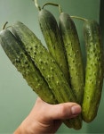 조선오이 다다기오이 상주오이 피클용 1kg 2kg 5kg : 철이청과
