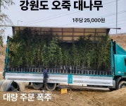 오죽 검정 대나무 30년농장 모찌 묘목 조경 화분묘 인테리어 : 서비 shop