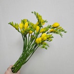 프리지아(노랑1번화) : 지안플랜트웍스