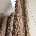 앵무새 나무 스탠드 탠드 벗긴 둥지 그네 씹는 버드 스틱 훈련 새집 2 폭/50 길이 : 보라 글로벌