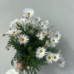 마가렛   농장직송 졸업 생일 축하 장미꽃 꽃선물 장미 스승의날 어버이날 기념일 : 송현장미