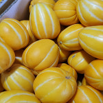 성주 가정용 참외 혼합과 1kg / 고당도 : 대한과일협동조합